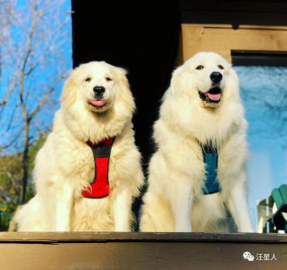 十大最忠诚的狗排名 对主人最忠诚的10种狗狗排名