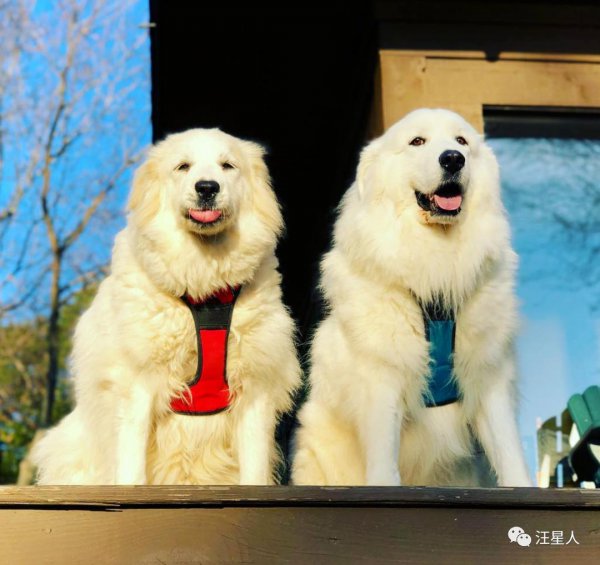 十大最忠诚的狗排名