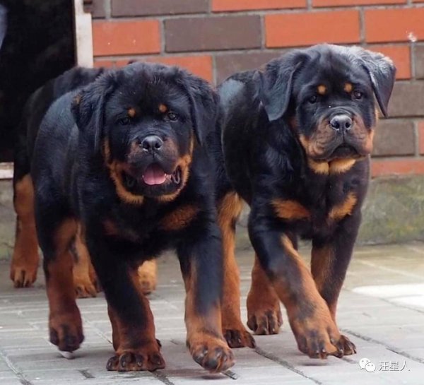 十大最忠诚的狗排名