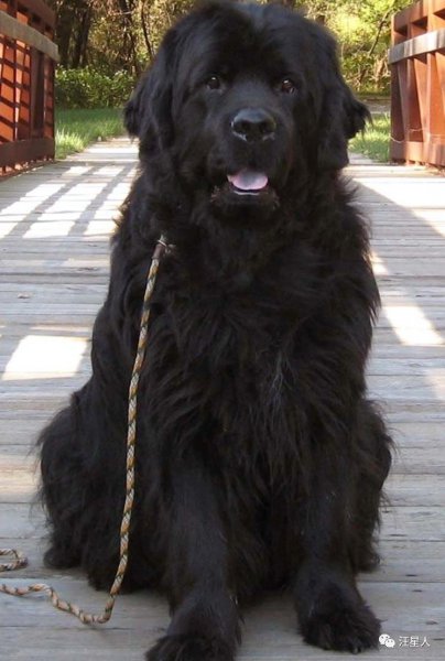 十大最忠诚的狗排名