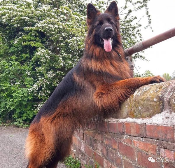 十大最忠诚的狗排名