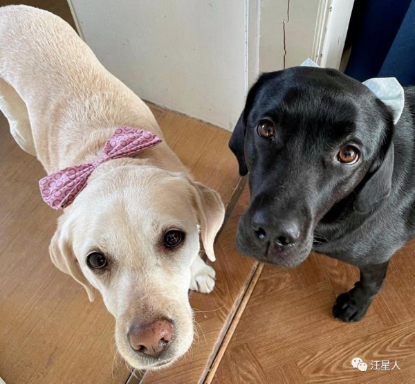 十大最忠诚的狗排名