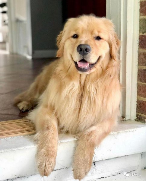 十大最忠诚的狗排名