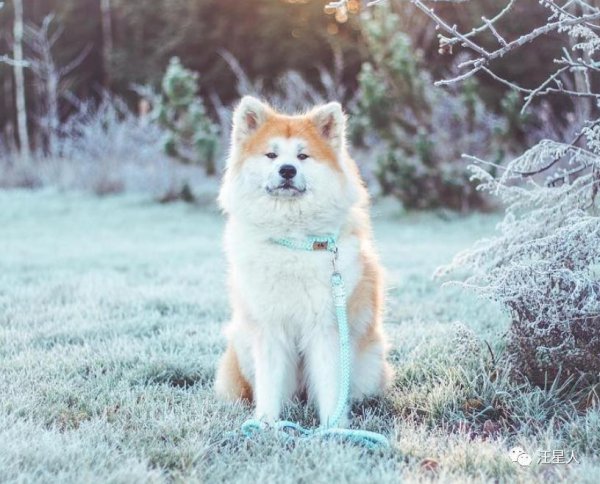 十大最忠诚的狗排名