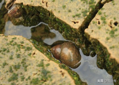 田螺怎么养殖注意事项 田螺的养殖方法与管理要点