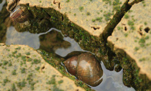 田螺怎么养殖注意事项