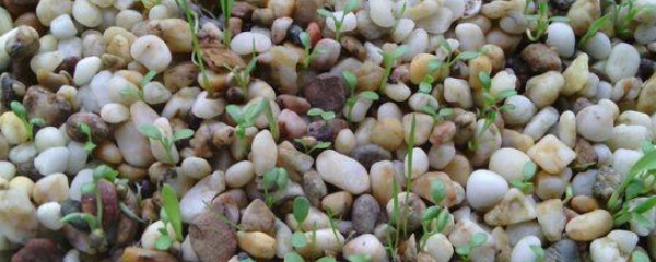 水草种子正确种植方法