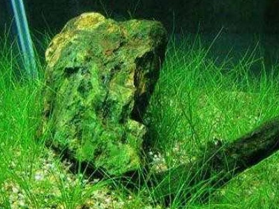 水草种子正确种植方法