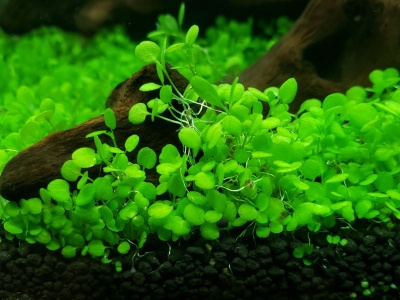 水草种子正确种植方法