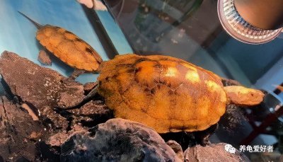 乌龟好养吗养殖难度大吗 哪里买的乌龟最容易养好