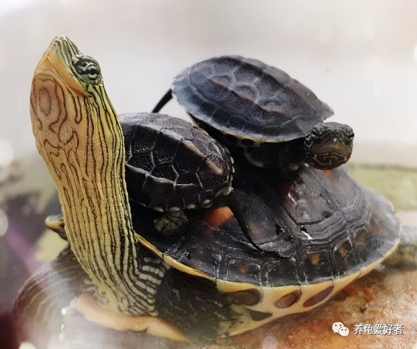 乌龟好养吗养殖难度大吗