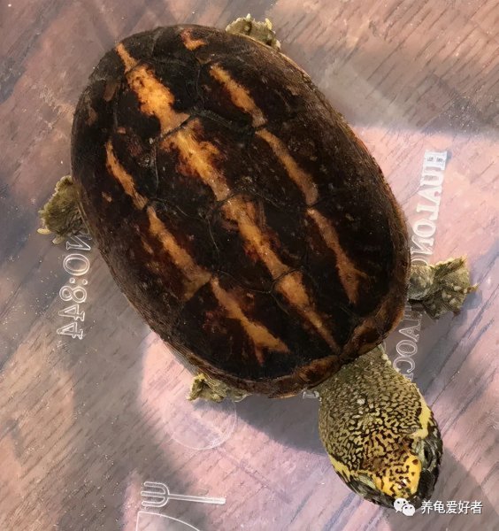 乌龟好养吗养殖难度大吗