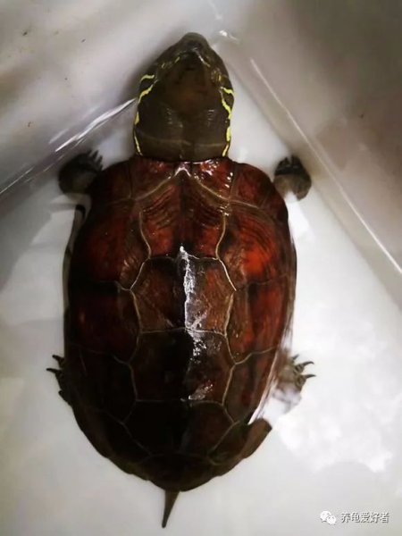 乌龟好养吗养殖难度大吗