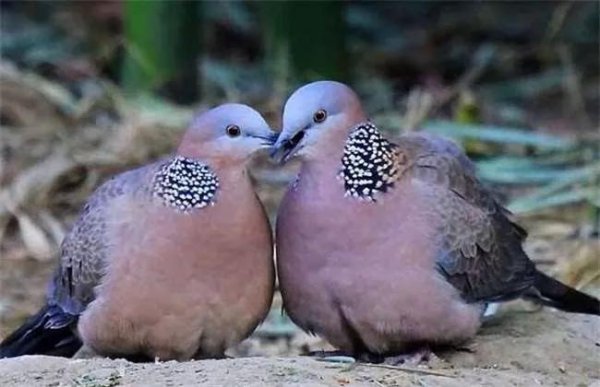 珠颈斑鸠来家的预兆