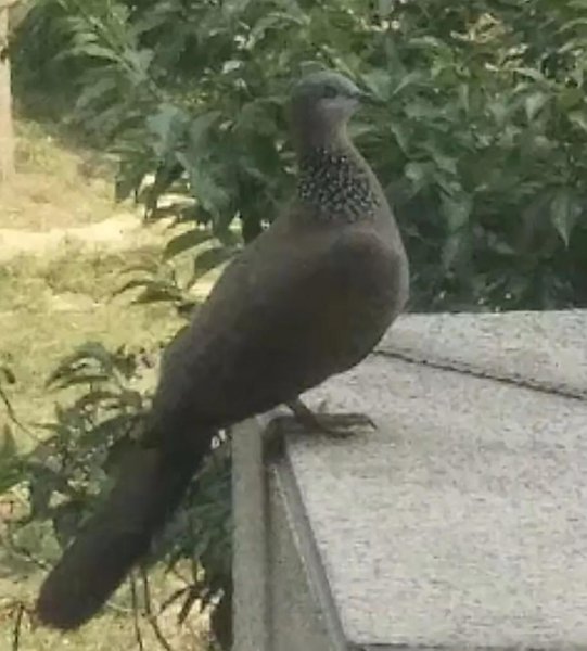 珠颈斑鸠来家的预兆