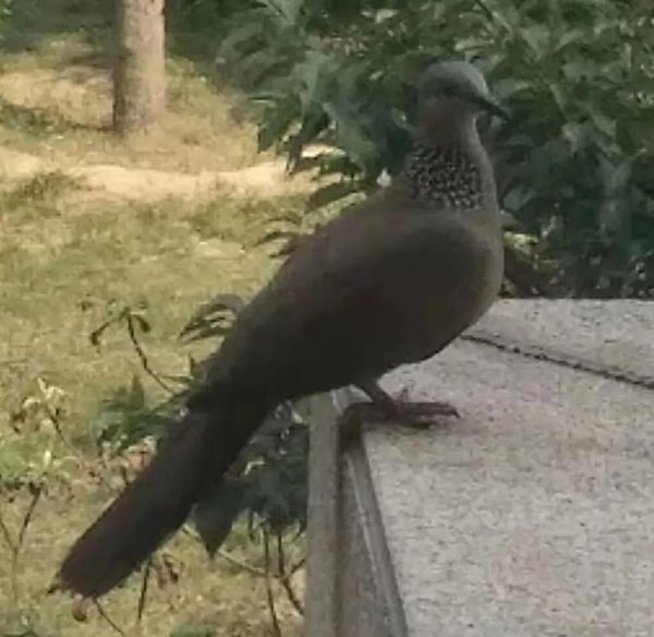 珠颈斑鸠来家的预兆