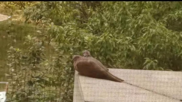 珠颈斑鸠来家的预兆