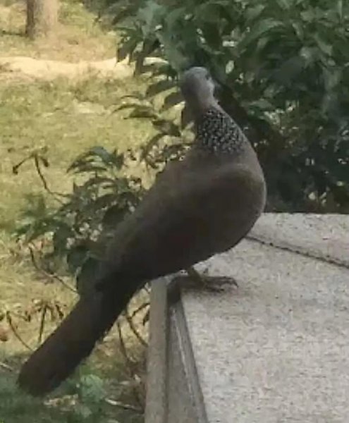 珠颈斑鸠来家的预兆