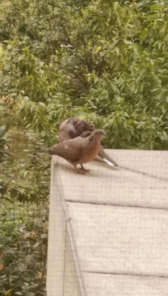 珠颈斑鸠来家的预兆