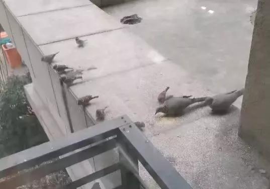 珠颈斑鸠来家的预兆