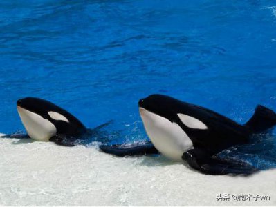 鲸鱼用什么呼吸 鲸鱼这种动物可以一直在海底生活吗