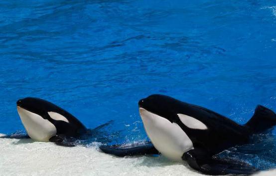 鲸鱼用什么呼吸