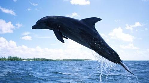 鲸鱼用什么呼吸