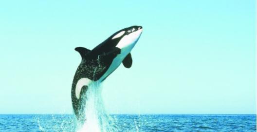 鲸鱼用什么呼吸