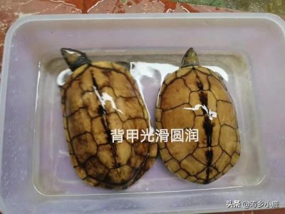 南石金钱龟有哪些特点 如何鉴别市面上南石的真假