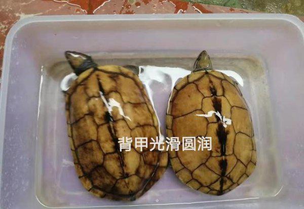 南石金钱龟有哪些特点