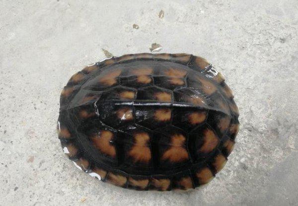 南石金钱龟有哪些特点