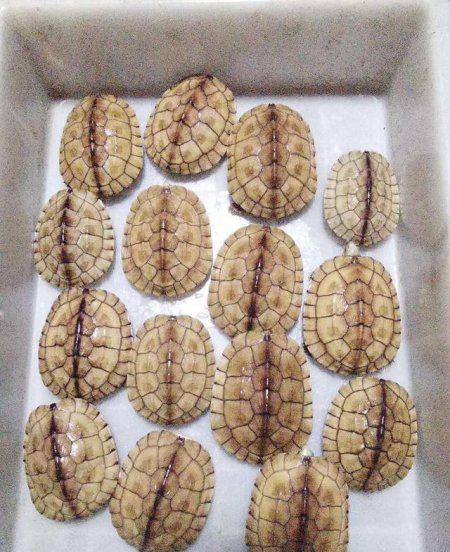 南石金钱龟有哪些特点