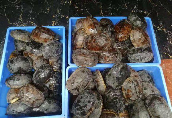 南石金钱龟有哪些特点