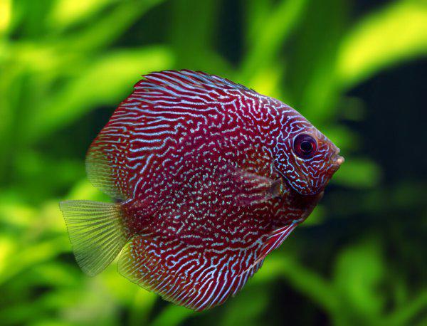 神仙鱼繁殖的正确方法