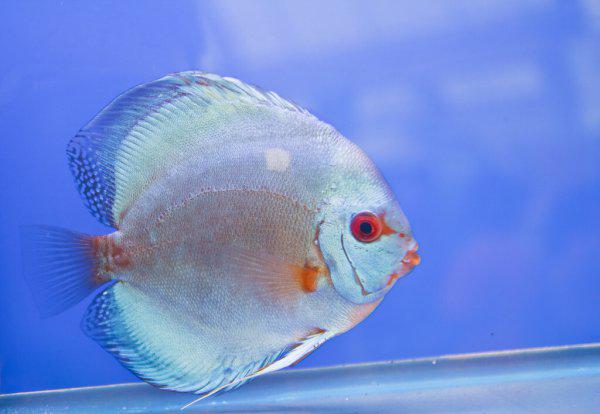 神仙鱼繁殖的正确方法