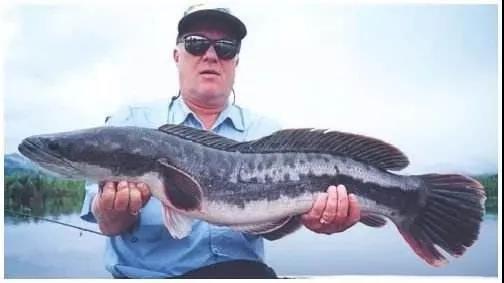 盘点路亚可以钓什么鱼