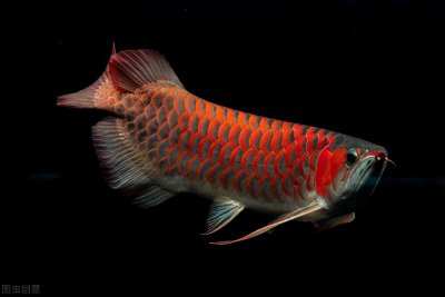 龙鱼怎么养及喂养技巧 饲养龙鱼分为哪些不同阶段