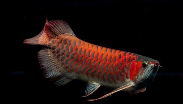 龙鱼怎么养及喂养技巧