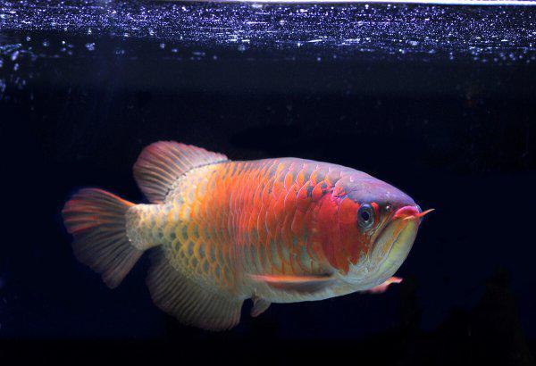 龙鱼怎么养及喂养技巧