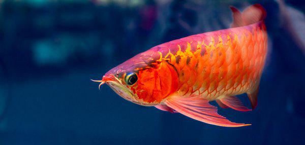 龙鱼怎么养及喂养技巧