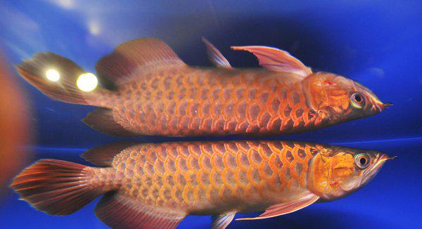 龙鱼怎么养及喂养技巧