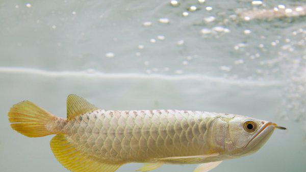 龙鱼怎么养及喂养技巧