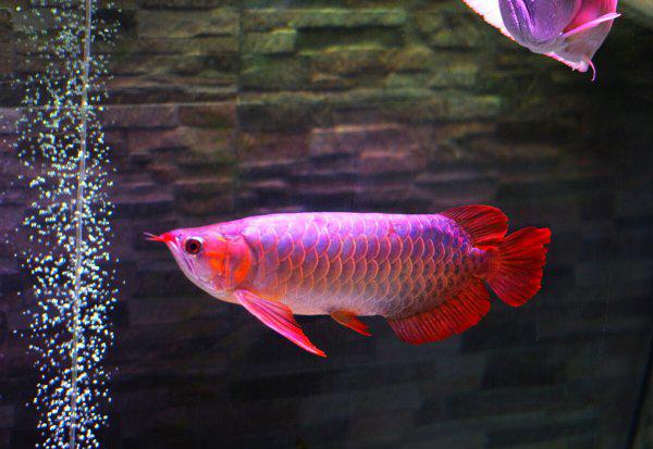 龙鱼怎么养及喂养技巧