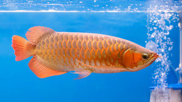 龙鱼怎么养及喂养技巧