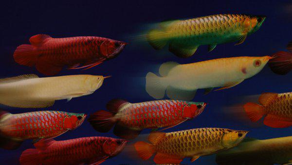 龙鱼怎么养及喂养技巧