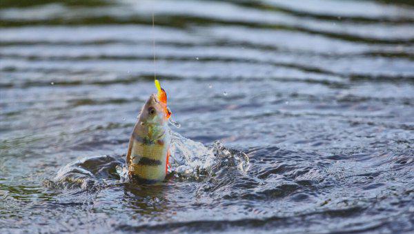 路亚竿调性区分简介