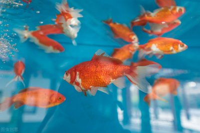 鱼缸里的鱼身上长白霜怎么办 鱼身上一层白霜是怎么回事