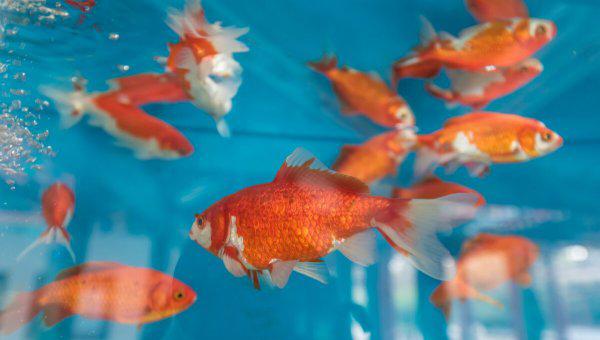 鱼缸里的鱼身上长白霜怎么办