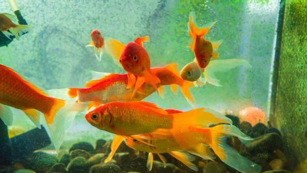 鱼缸里的鱼身上长白霜怎么办