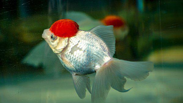 鱼缸里的鱼身上长白霜怎么办